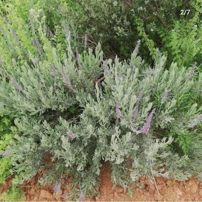 Olive Grove Cottage Skalani Knosos Exterior photo