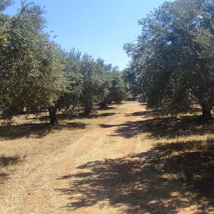 Olive Grove Cottage Skalani Knosos Exterior photo
