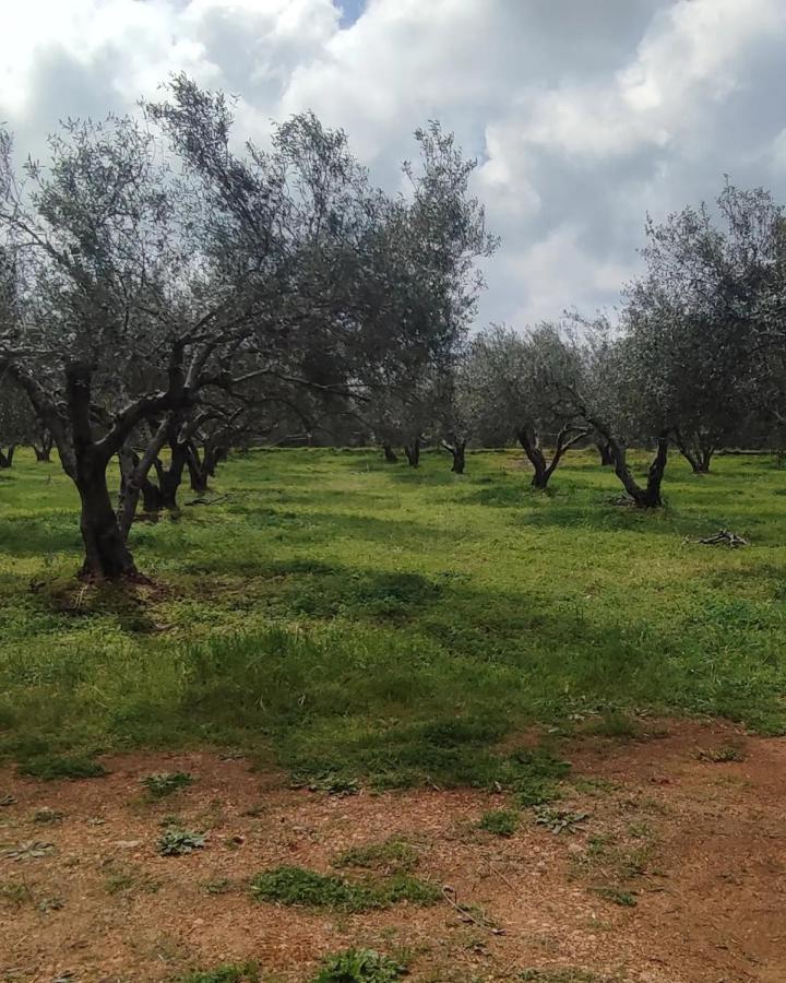 Olive Grove Cottage Skalani Knosos Exterior photo